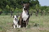 AMSTAFF  ADULT & PUPPIES 032